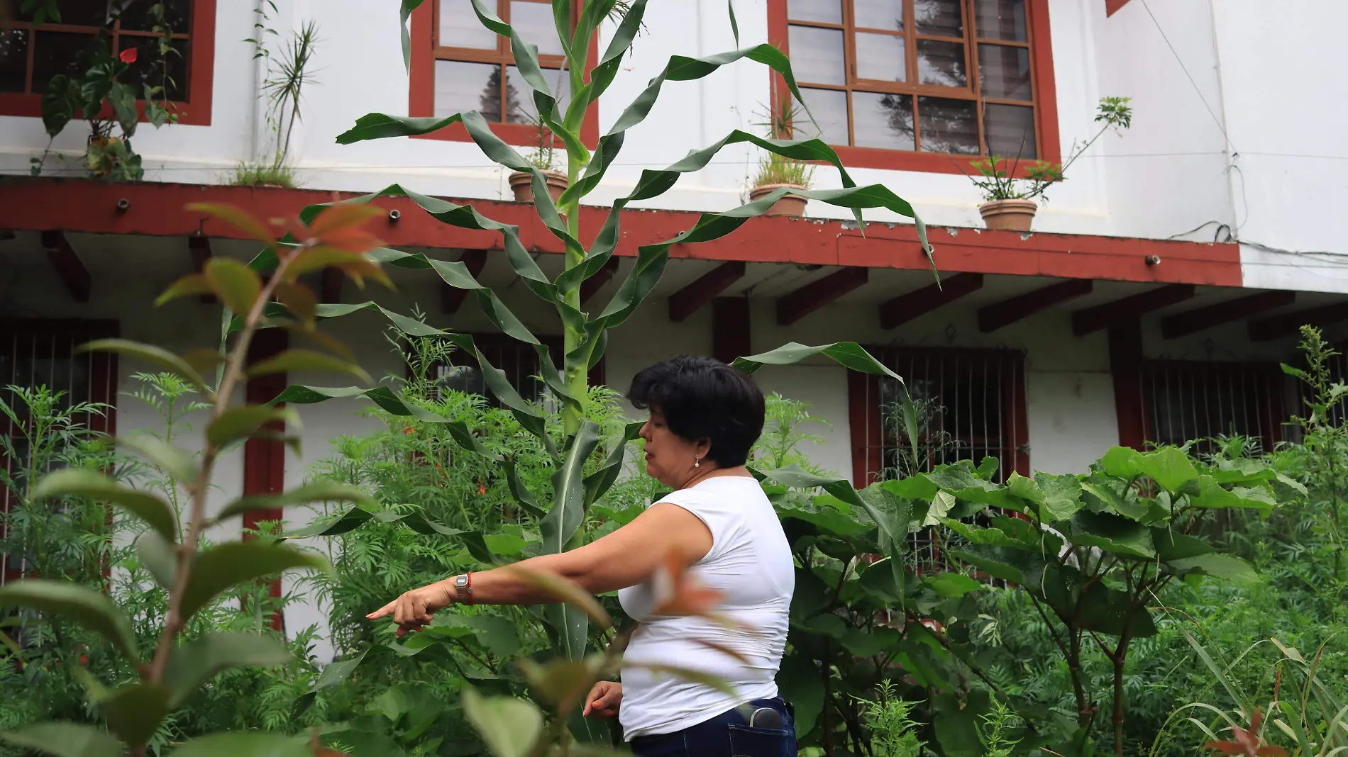 Invitan a Encuentro de Huertos Urbanos que promueve la vida saludable 